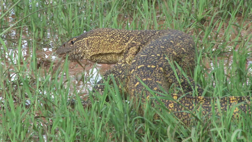 back view of a monitor lizard walking away from the camera.
