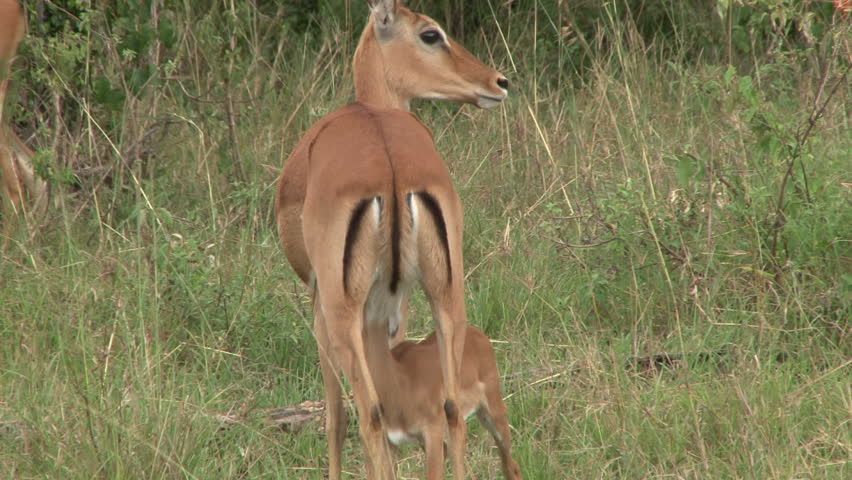 baby gazelle nursing: стоковое видео (без лицензионных платежей), 4923782 S...