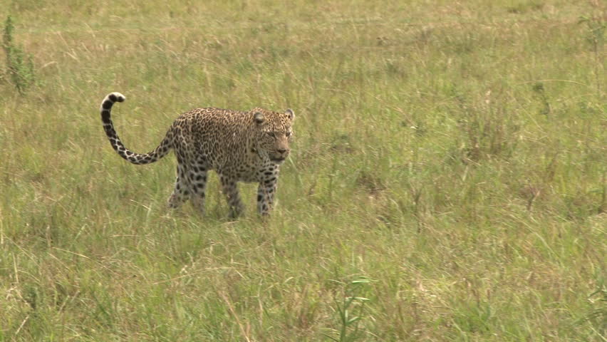 A leopard walks through the grass.
