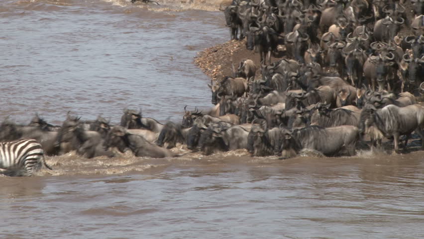 A large group of wildebeests crossing mara river.
