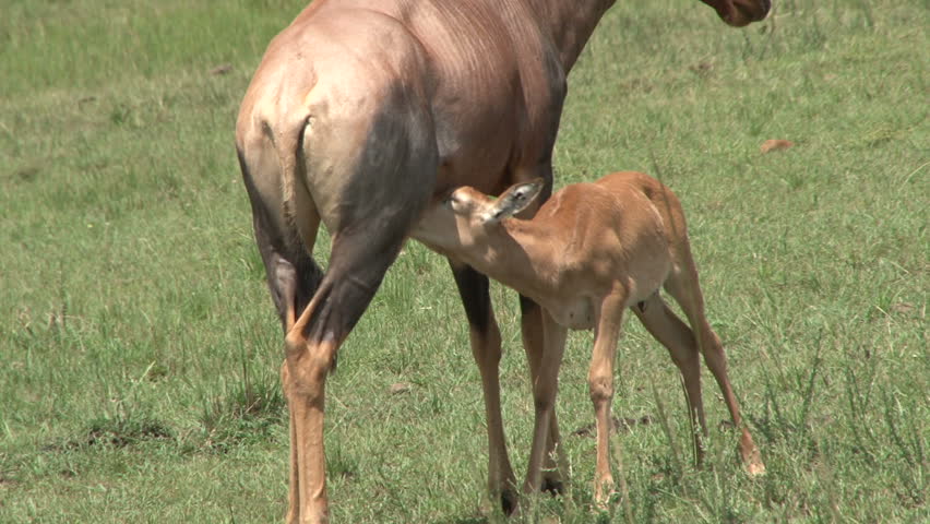 An african antelope nursing her baby.
