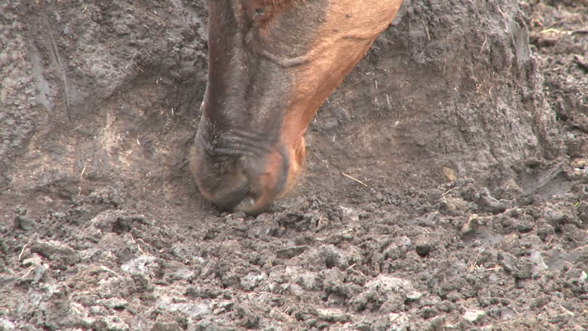 african antelope eating soil looking for salt.
