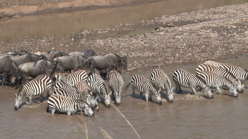 A zoom out of wildebeests and zebras waiting to cross the river.

