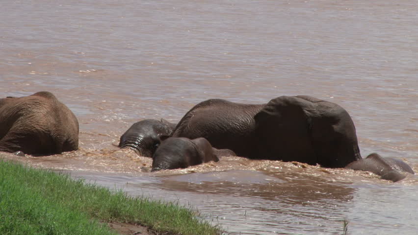 A zoom out of elephants playing in a swollen river.
