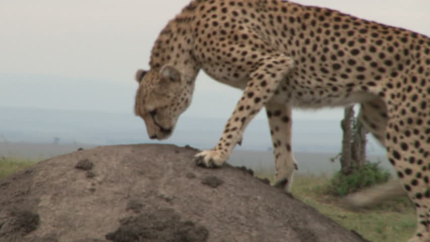 A cheetah on an anthill.
