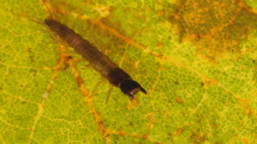Small Hellgramite, aquatic entomology in Georgia, fly fisherman imitate this