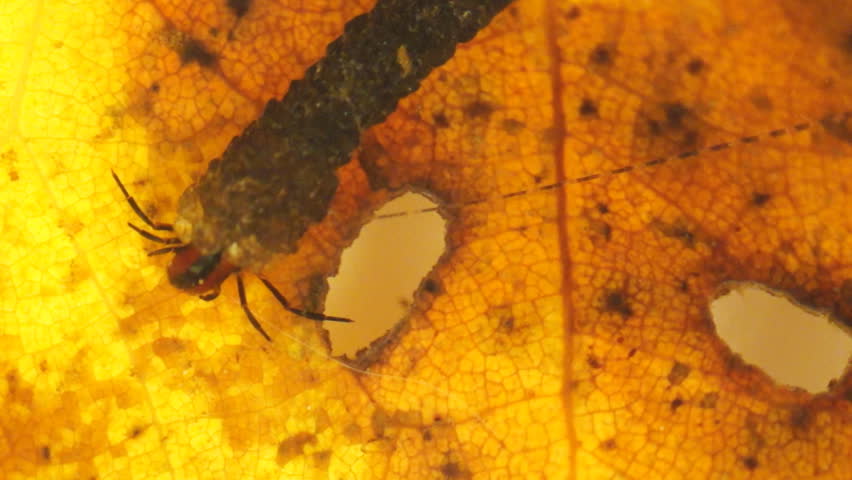 Caddis fly larvae in rock case, aquatic entomology in Georgia, fly fisherman