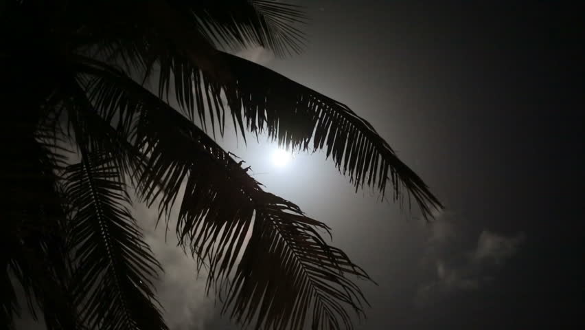 Full moon on a tropical night, silhouette palm trees