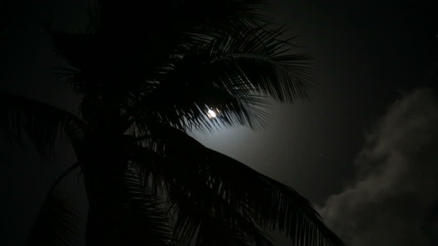Full moon on a tropical night, silhouette palm trees