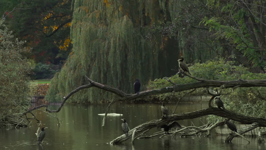 Birds on a lake in slow motion