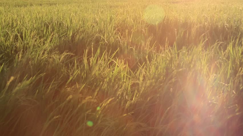 rice stalks swayed by wind Stock Footage Video (100% Royalty-free ...