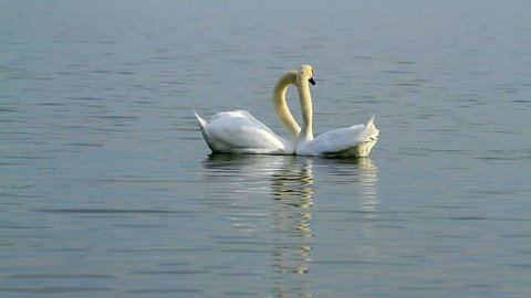 White swans on the water   