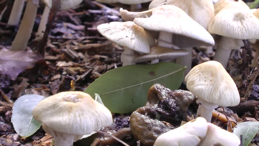 Autumn Wild Mushroom Fungi
