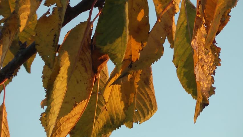 Golden Autumn Leaves at Sundown