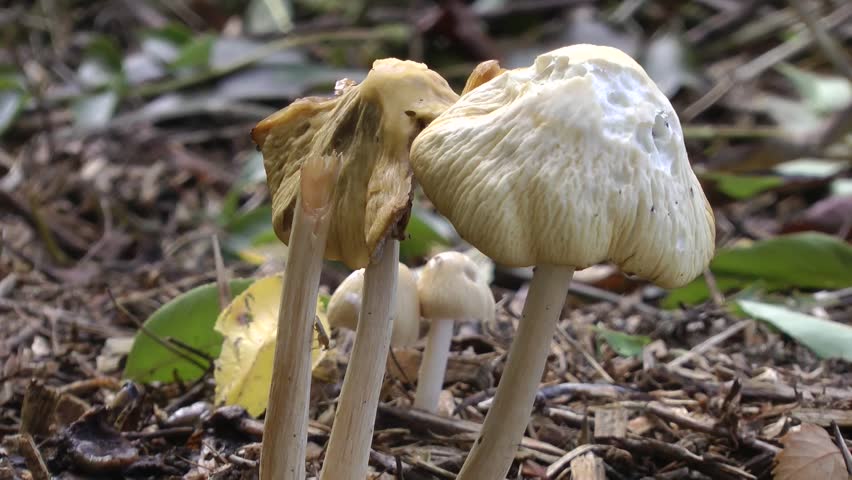 Autumn Wild Mushroom Fungi