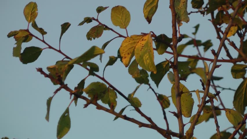 Autumn Leaves Moving Branches