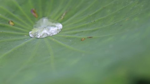 Dew is moving in lotus leaf