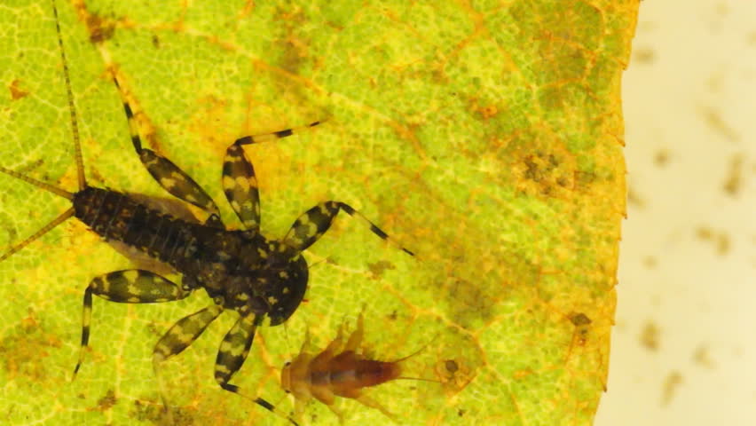 large black Mayfly and small Stonefly nymphs, aquatic entomology in Georgia, fly