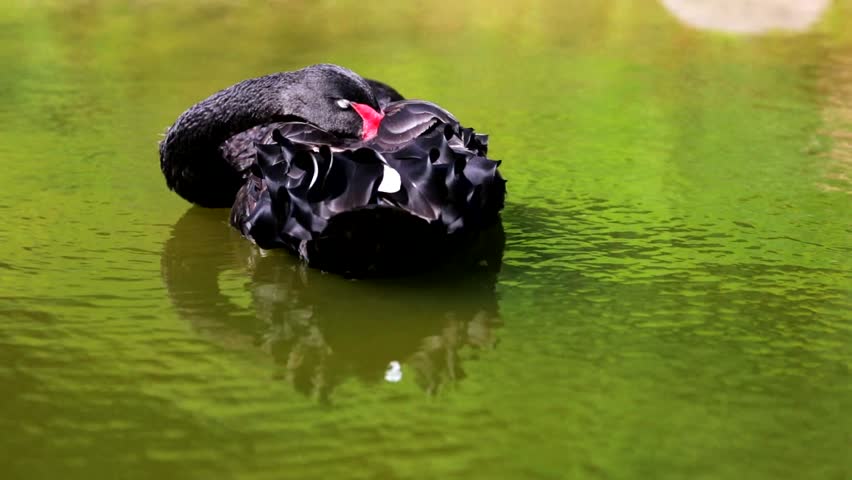 black swan floatie