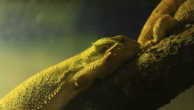 Iguanas - Powered by Shutterstock - Get 15% off with code: PIKWIZARD15
