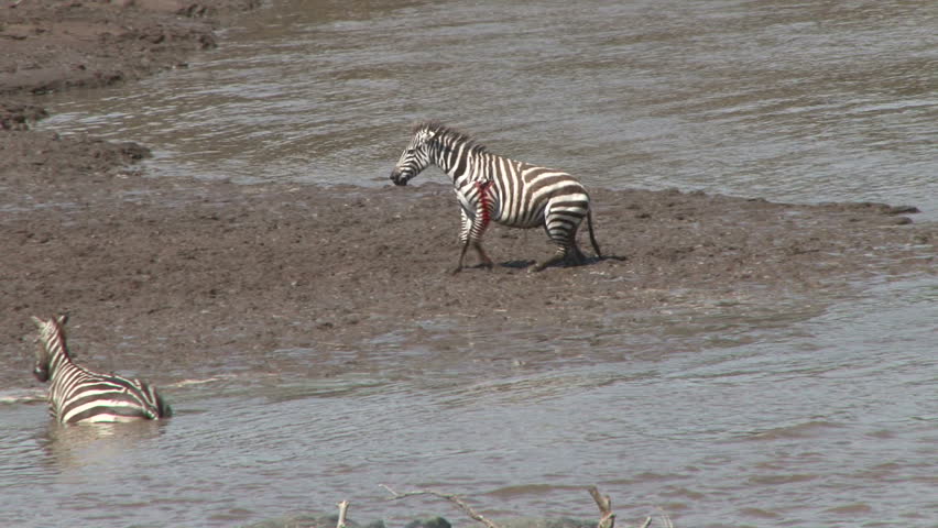 A wounded zebra gets stuck in a muddy section of the river.
