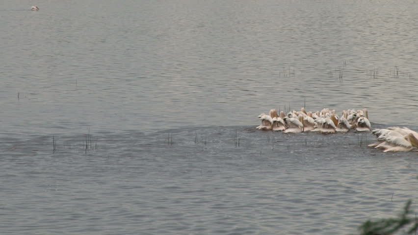 Large flock of pelican ducking into a lake for fish