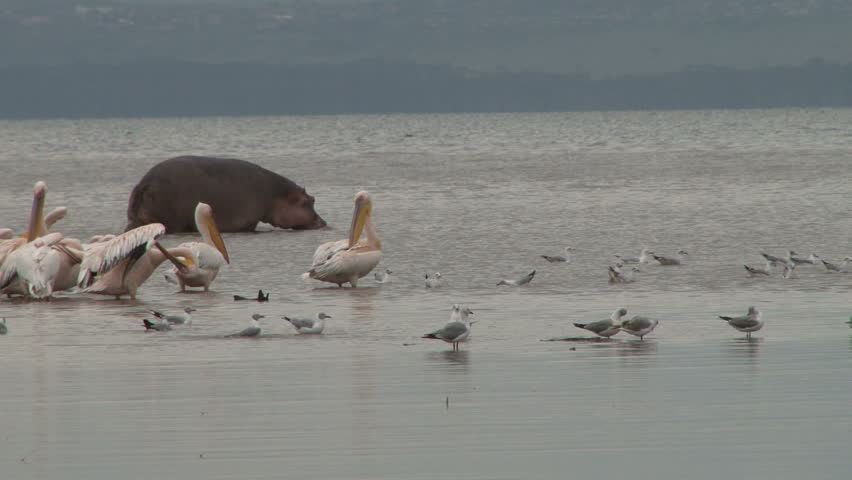Pelicans, seagulls, and a hippo relax in a lake on a nature preserve