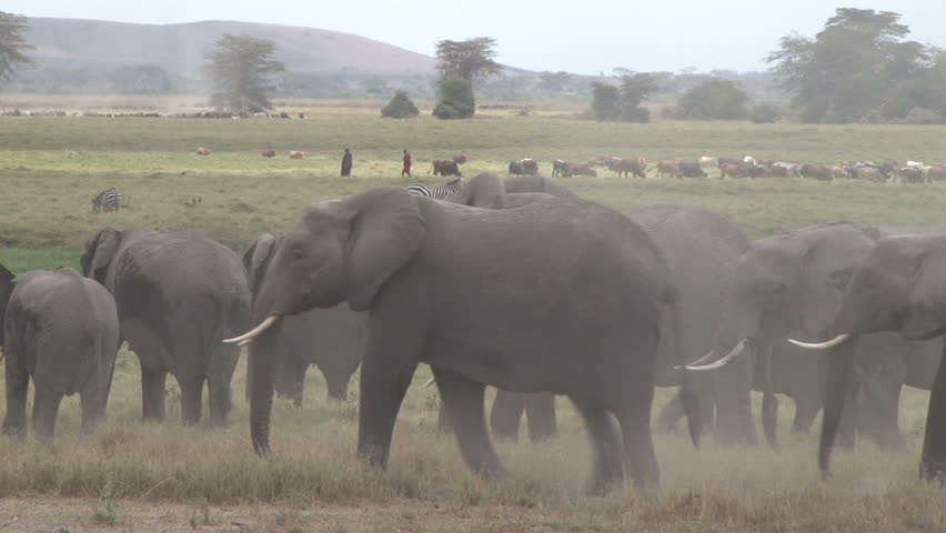 Elephant herd passes by zebras and masai shepherds with cattle in a hazy swamp