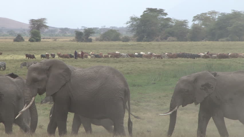 Elephants pass through a swamp near zebras and masai men with cattle herd