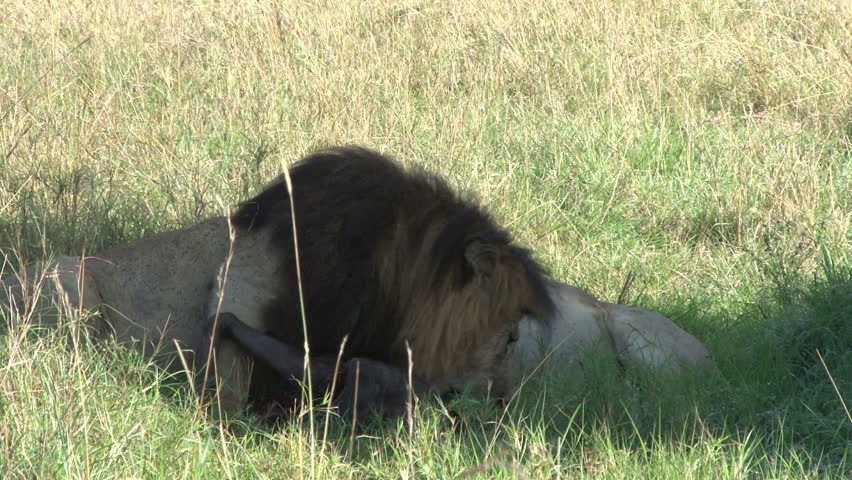 Male lion with black mane examines a kill in the shade