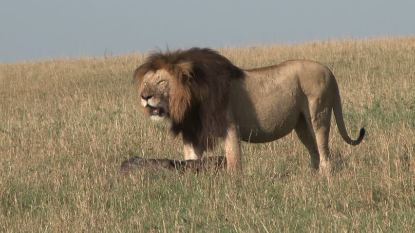 Lion male with a full mane dragging a dead goat through the grasslands