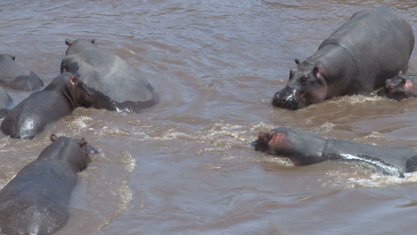 A group of hippos bathe in the churning waters of a cool muddy lake