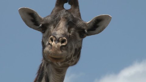 Close up of a calm giraffe's head on a nature preserve