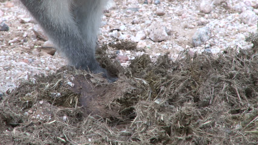 Vervet monkey searching through mud and brush for food close up