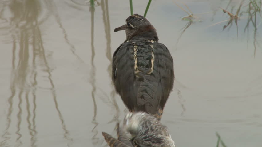 Close up view of two small birds groom tail feathers on the edge of a calm lake