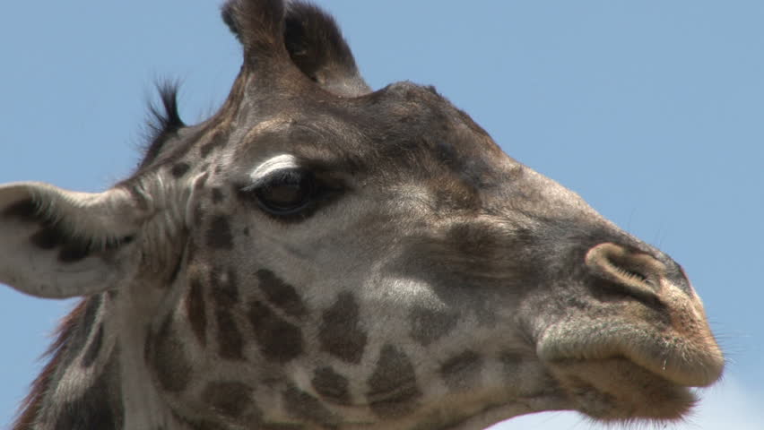 Zoom out from close up of a giraffe's head chewing cud with a bird on its neck