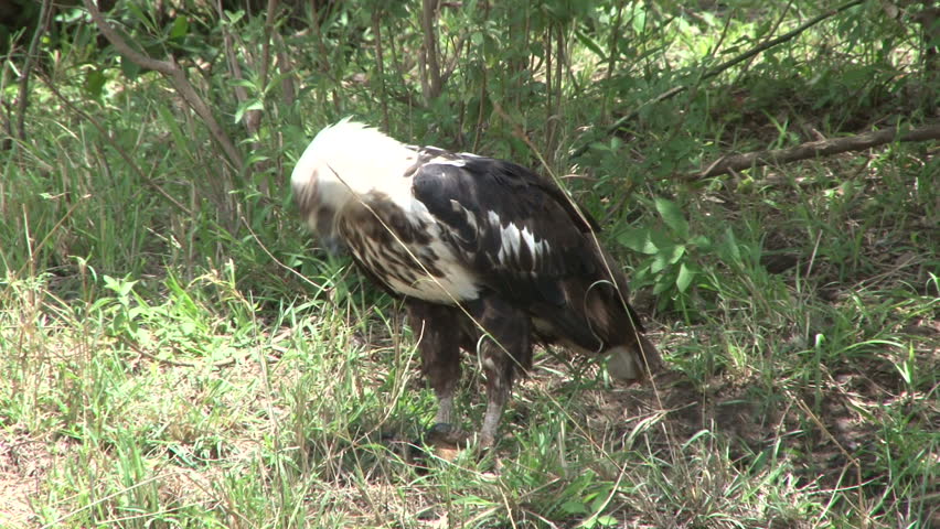 fish eagle tries to eat a baby turtle