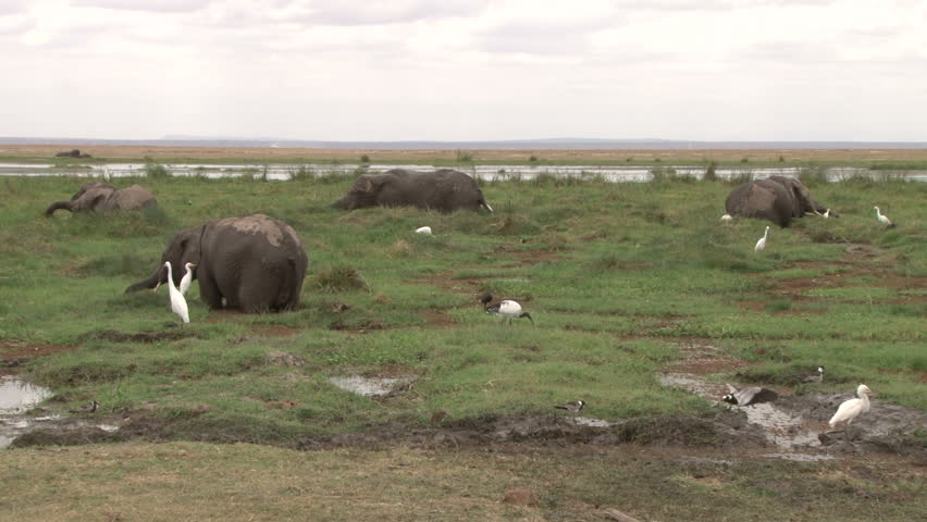 elephants in a swamp.
