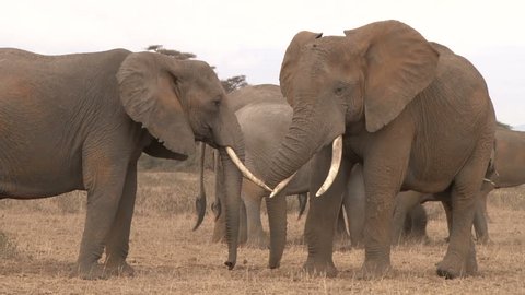 elephants in a lovely embrace