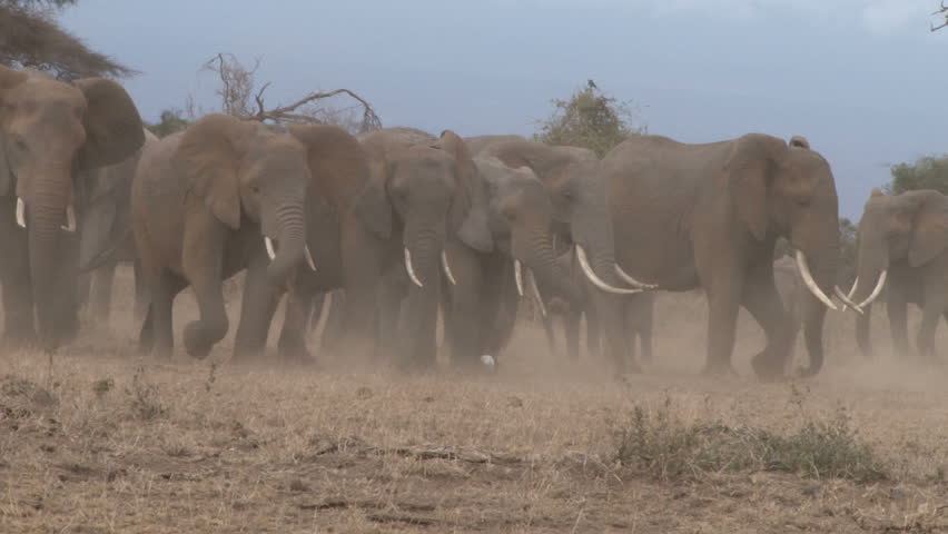 elephants in a dusty dry park.
