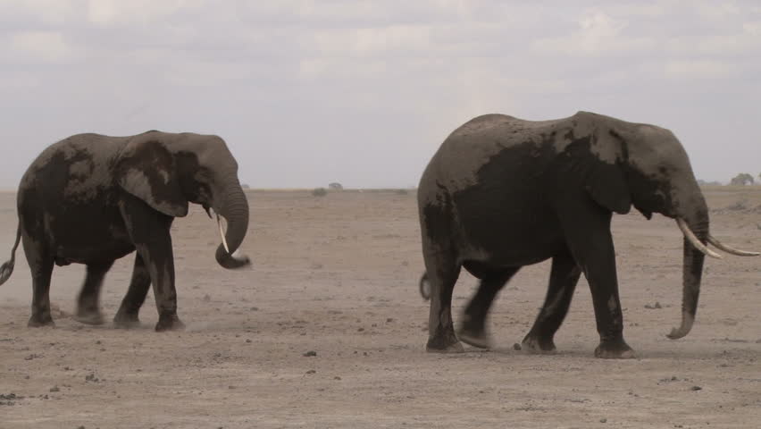 elephants in a dusty dry park 2.
