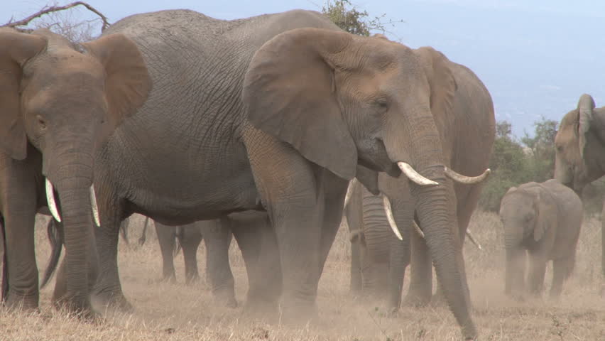 elephants digging grass in a dry season
