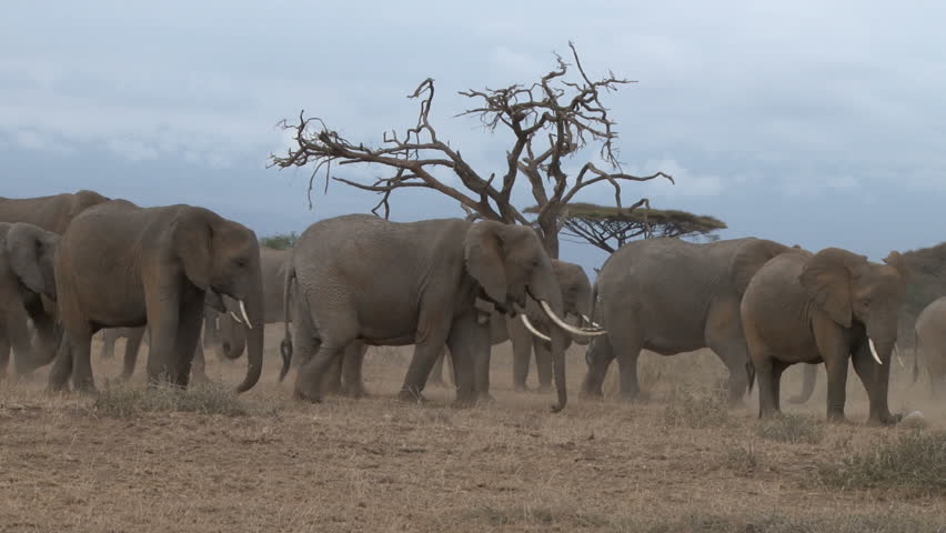 elephants digging grass in a dry season 3

