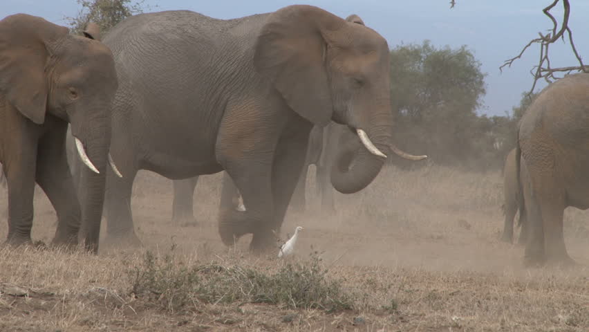 elephants digging grass in a dry season 2.
