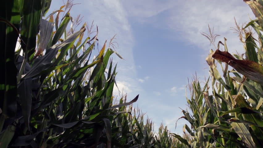 Cornfield on a sunny day with blue sky and fluffy clouds, in rural Wisconsin, Midwest USA.