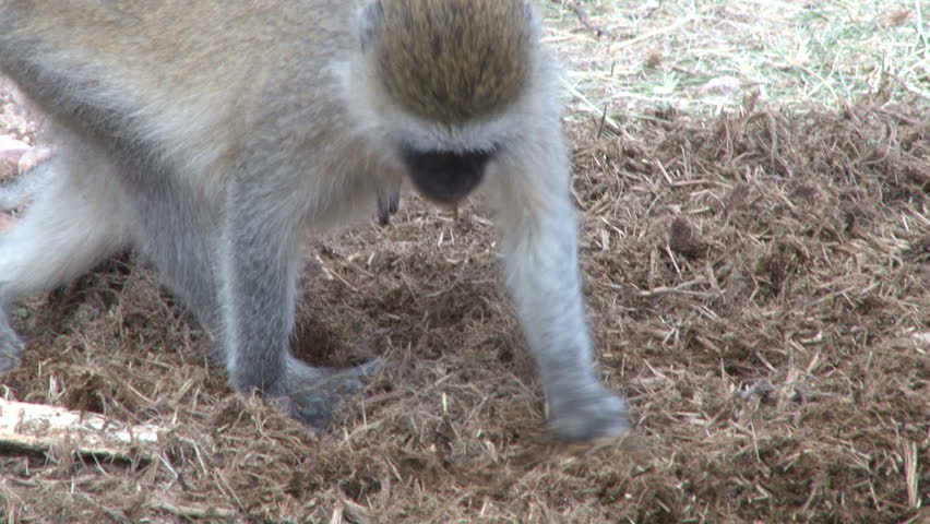 closer view of vervet monkey looking for food.
