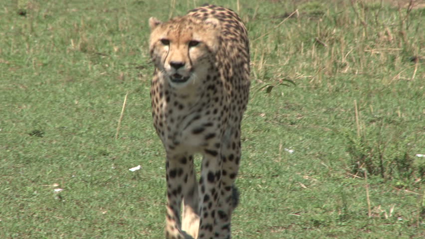 cheetah walks towards the camera.
