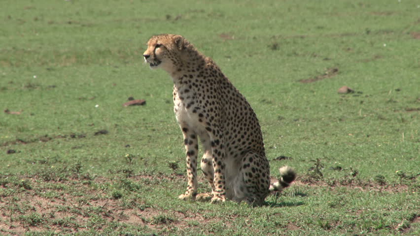 cheetah walks across the frame of the camera