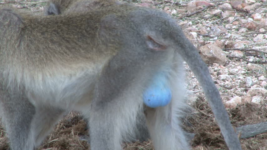 blue balls of a vervet monkey.
