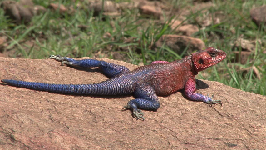 agama lizard resting on a stone